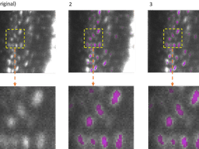 Analysis of Microscopic Images: New Open-Source Software Makes AI Models Lighter & Greener
