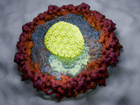 Cómo introduce el VIH su material genético en el núcleo celular