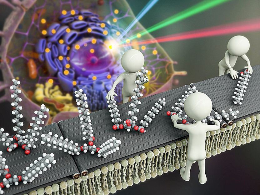 Innovative Mikroskopietechnik enthüllt Geheimnisse der Lipidsynthese in Zellen - Photothermische Zweifarben-Infrarotmikroskopie eröffnet neue Möglichkeiten für die langfristige Untersuchung des Lipidstoffwechsels in lebenden Zellen