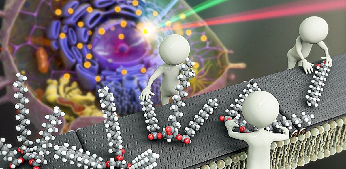 Innovative Mikroskopietechnik enthüllt Geheimnisse der Lipidsynthese in Zellen