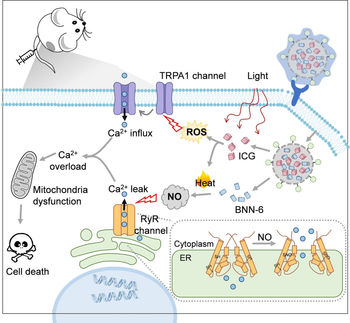 Destroying Tumor Cells with Calcium