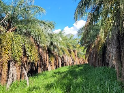 Macauba Ingredients GmbH, a spin-off from the Fraunhofer IVV, produces tasty oil and high-quality protein and fiber preparations with outstanding functional properties from the fruit of the macauba palm.