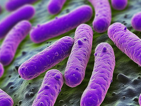 Les bactéries résistantes peuvent rester dans l'organisme pendant des années