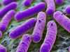 Resistant bacteria can remain in the body for years