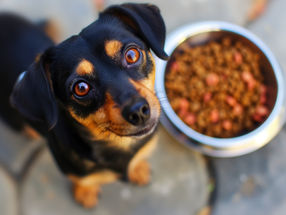 Ÿnsect: la primera empresa en obtener autorización para comercializar proteínas de gusano de la harina para la alimentación canina en Estados Unidos