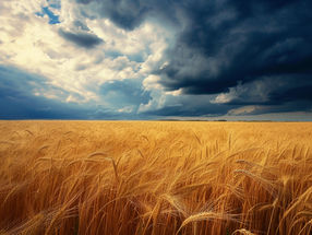 How the Russian invasion of Ukraine has impacted the global wheat market