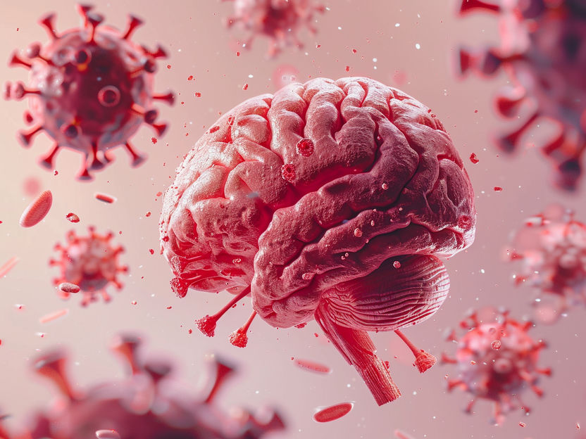 Cómo afecta COVID-19 al cerebro - Aparentemente, los síntomas neurológicos no son consecuencia de una infección cerebral por SARS-CoV-2