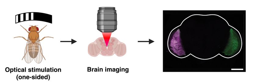 MPI for Medical Research