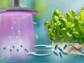 Sauerstoffradikale (weiße Kreise), die im Niedertemperaturplasma (violett) erzeugt werden, entfernen Bakterien (blau) aus hydroponisch angebauten Nutzpflanzen.
