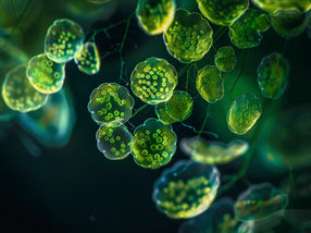 Científicos utilizan algas verdeazuladas como madre sustituta de proteínas "similares a la carne