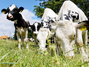 Bio-Milchviehhaltung: Lösungen für das Kälberproblem