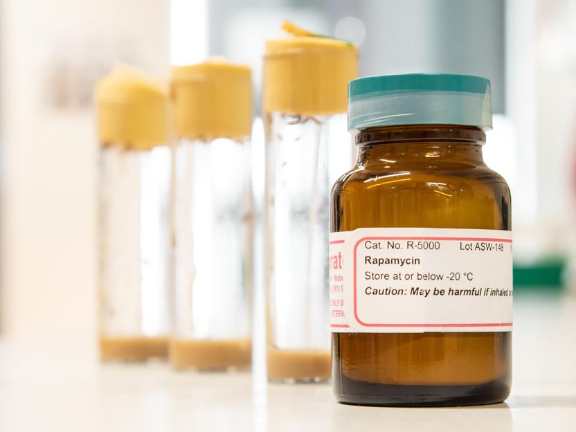 Anti-Aging-Medikament Rapamycin verbessert Immunfunktion dank Endolysosomen - Schutz vor Zunahme entzündungsfördernder Faktoren im Alter