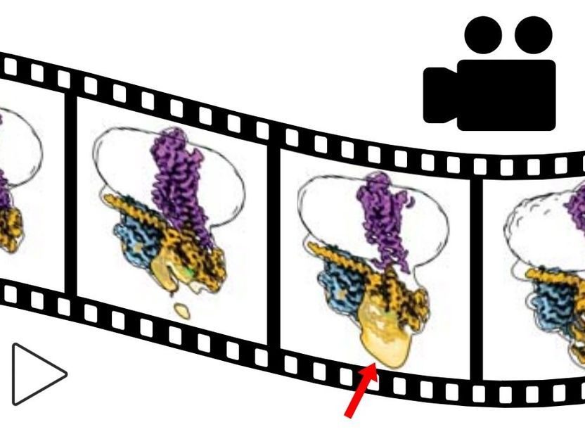 Los investigadores "filman" la activación de un importante receptor - Un estudio podría conducir al desarrollo de mejores medicamentos