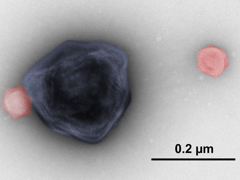 Protection from an unexpected source - How viruses can protect against aggressive giant viruses