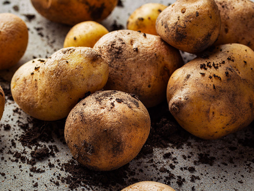 Offensive Hilcona : la culture et la transformation de variétés de pommes de terre robustes sont accélérées - La branche suisse de la pomme de terre se fixe des objectifs ambitieux