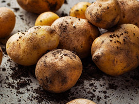 Ofensiva Hilcona: se intensifica el cultivo y la transformación de variedades robustas de patata