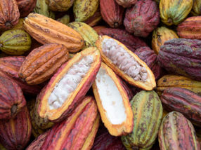 Francis Obeng, cultivador de cacao, uno de los más de 20.000 socios del programa Ritter Sport.