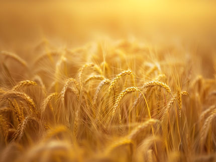 Découverte d'un gène clé pour un alcaloïde toxique chez l'orge