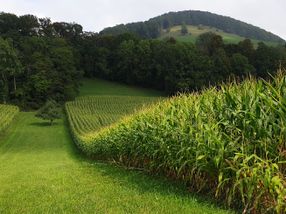 El maíz reduce la toxicidad del arsénico en el suelo