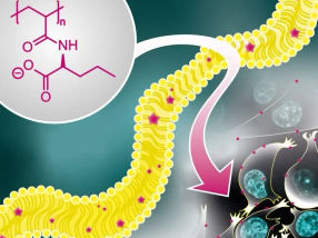 Neue Polymere zeigen Interaktion mit Zellen
