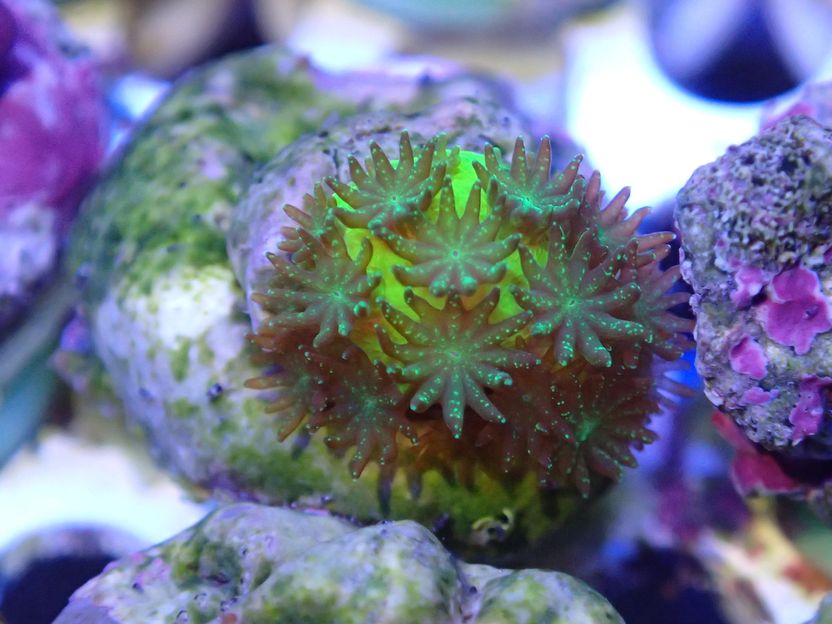 Coral researchers awarded EXIST start-up funding - Start-up aims to make sustainable coral farming commercially viable and boost the protection of wild corals