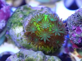 Los investigadores del coral reciben financiación EXIST para su puesta en marcha