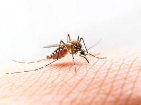Los intestinos de las larvas de mosquito podrían ayudar a crear insecticidas muy específicos