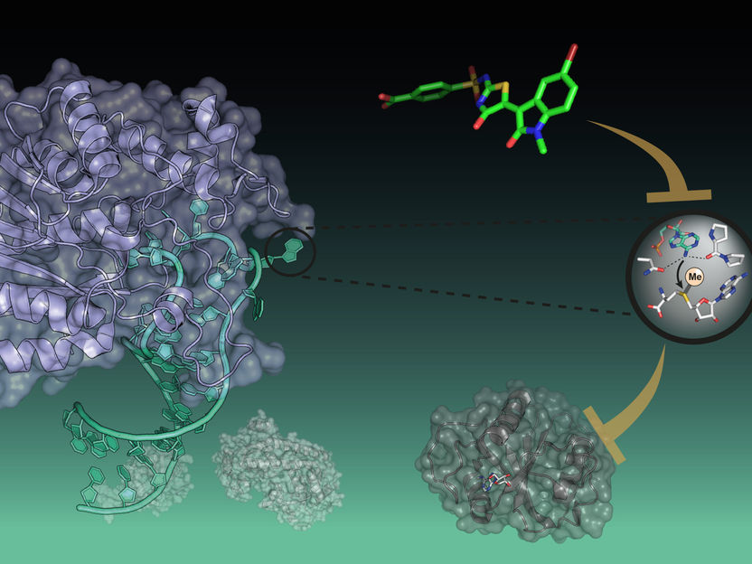 Ein vielversprechendes Ziel für neue RNA-Therapeutika jetzt zugänglich - Erste Inhibitoren des krebsrelevanten RNA-Modifikators METTL16 identifiziert und damit einen ersten Schritt in Richtung neuer Therapiemöglichkeiten gemacht