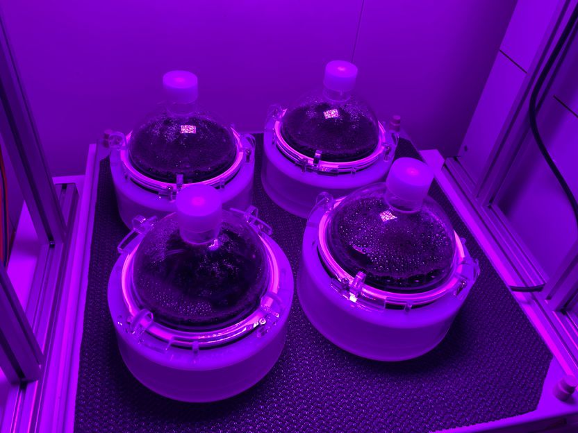 How blue-green algae manipulate microorganisms - Research team discovers previously unknown gene that indirectly promotes photosynthesis