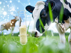 Biotechnologists want to replace petroleum-based substances with a bacterium from bovine stomachs