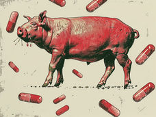 Une étude révèle une résistance à des antibiotiques d'importance critique dans la viande non cuite vendue pour la consommation humaine et animale