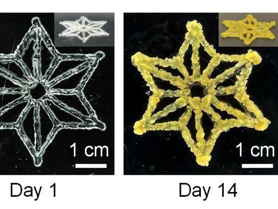 La unión de la biología sintética y la impresión 3D produce materiales vivos programables - Algún día, algunas aplicaciones podrían incluir la biofabricación y la construcción sostenible