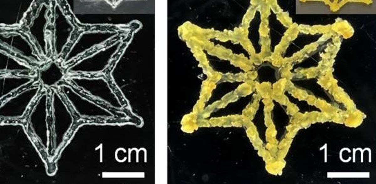 La unión de la biología sintética y la impresión 3D produce materiales vivos programables