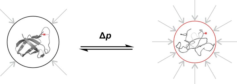 Copyright: AG Kovermann, Universität Konstanz