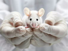 Replacement for animal testing - now completely without animal suffering