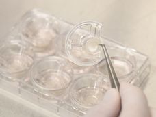 Test systématique des huiles naturelles sur des modèles de peau in vitro
