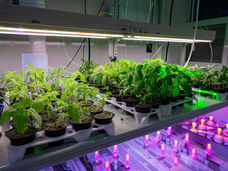 Neues 3,7-Millionen-Dollar-Labor für Klimapflanzen soll schon heute Lebensmittel für die Atmosphäre von morgen" erzeugen