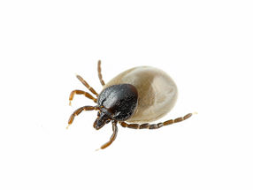 Lyme disease: Probability of developing the disease is genetically predisposed