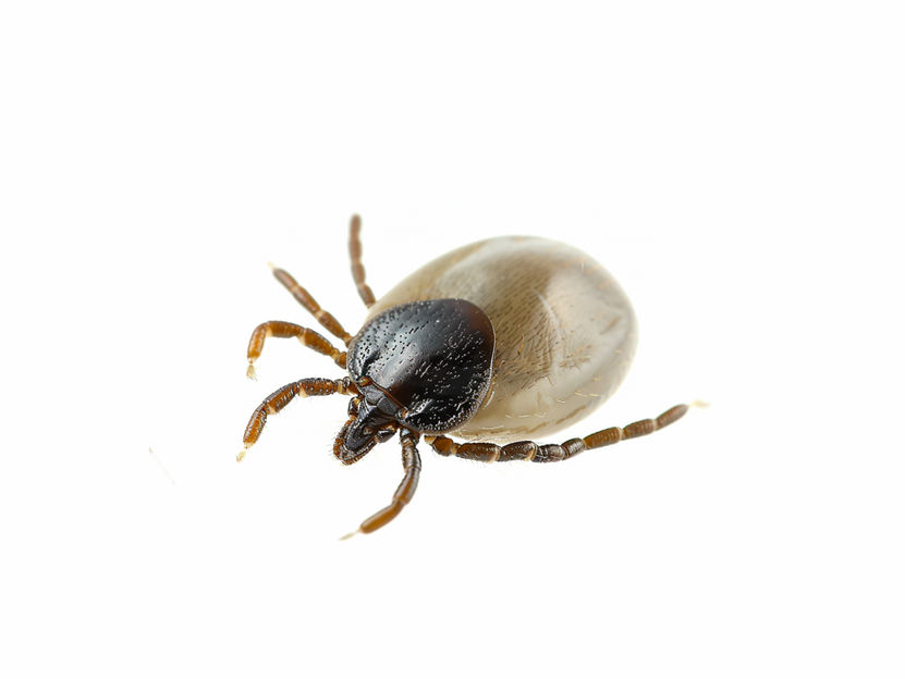 Enfermedad de Lyme: La probabilidad de desarrollar la enfermedad está genéticamente predispuesta - Un equipo de investigadores descubre una variante genética y genes implicados en la regulación inmunitaria responsables del brote de la enfermedad de Lyme
