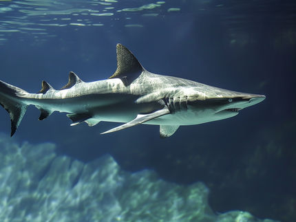 La carne de tiburón mal etiquetada prolifera en los mercados australianos, según un estudio