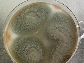 Un hongo convierte la celulosa directamente en una nueva plataforma química