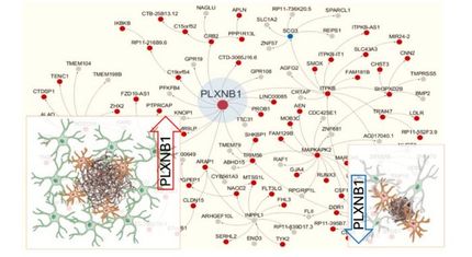 Veränderung der zellulären Interaktionen um Amyloid-Plaques könnte neue Strategien zur Behandlung der Alzheimer-Krankheit bieten