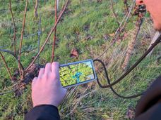 The future of viticulture: how AI is revolutionising pruning