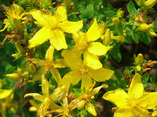 St. John's wort: Important steps of biosynthesis discovered