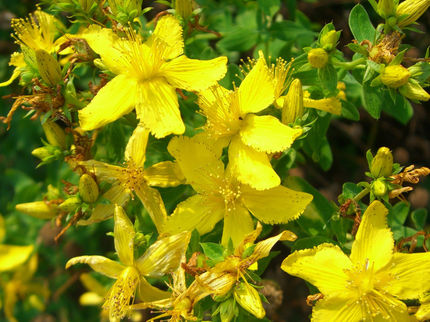 St. John's wort: Important steps of biosynthesis discovered