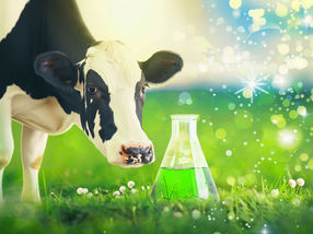 BASF étudie la production neutre en CO2 de fumarate biosourcé à l'aide de bactéries présentes dans l'estomac des vaches