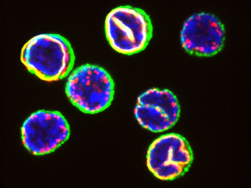 Des chercheurs identifient des différences clés dans le fonctionnement interne des cellules immunitaires - En plus d'améliorer notre compréhension du système immunitaire, ces résultats pourraient également conduire à de meilleures thérapies contre le cancer