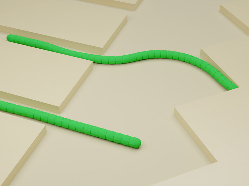 Cuando las bacterias se doblan - Los resultados proporcionan una base importante para el uso de las cianobacterias en la biotecnología moderna