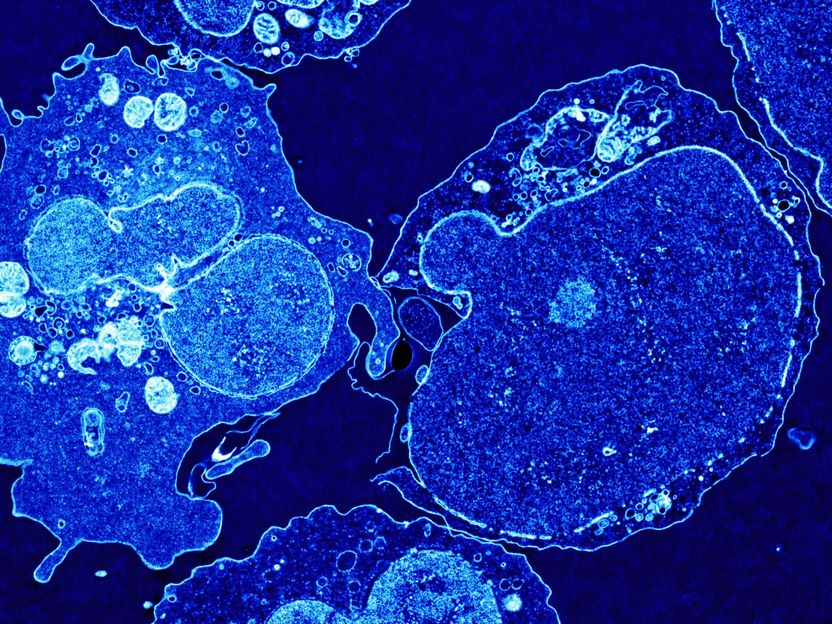 Molecular switch for the gradual reprogramming of immune cells decoded