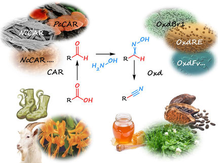 Des enzymes au lieu du cyanure hautement toxique